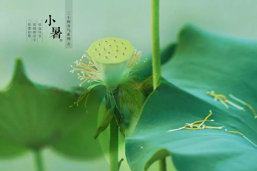 倏忽溫風(fēng)至，因循小暑來(lái)!